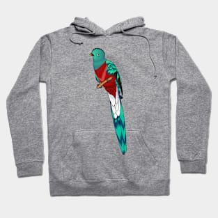 Resplendent quetzal bird cartoon illustration Hoodie